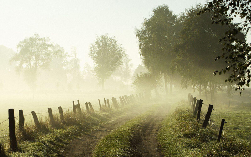 Dirt Path in Fog — Green, Misty, Morning, Photograph, Trees