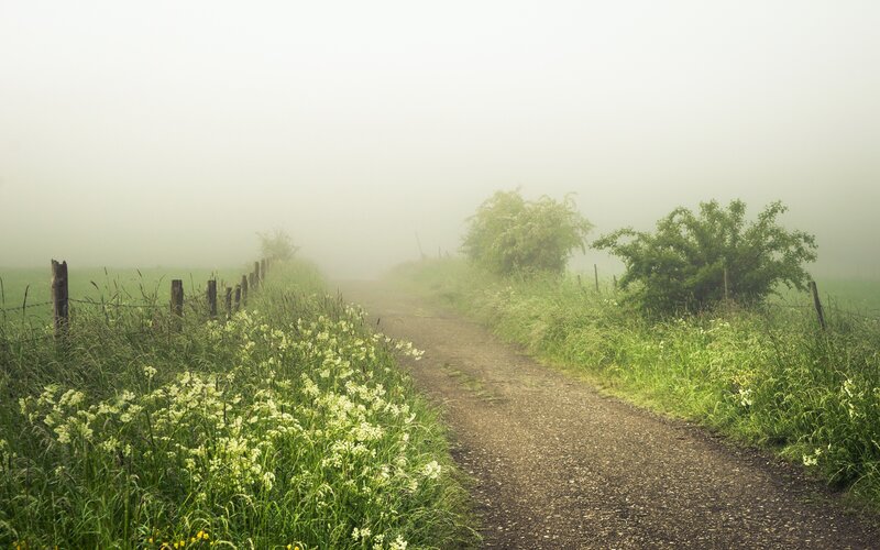 Dirt Path in Fog — Green, Misty