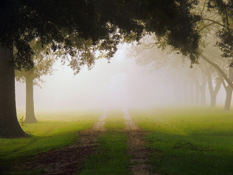 Dirt Path in Fog — Green, Serene