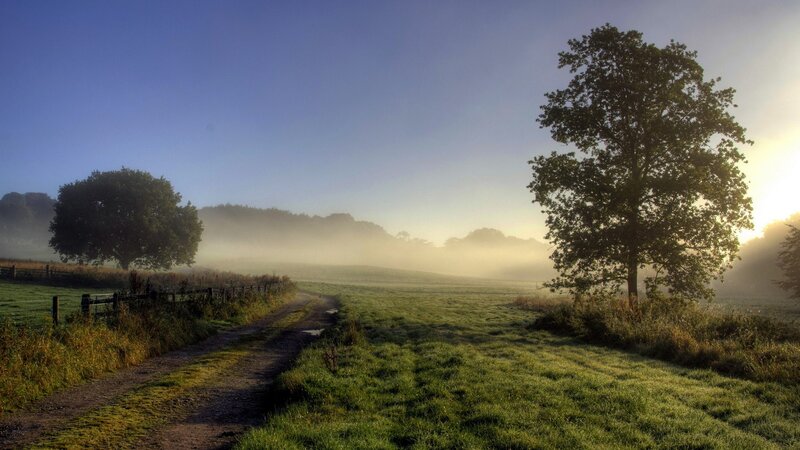 Dirt Path in Foggy Field — Green