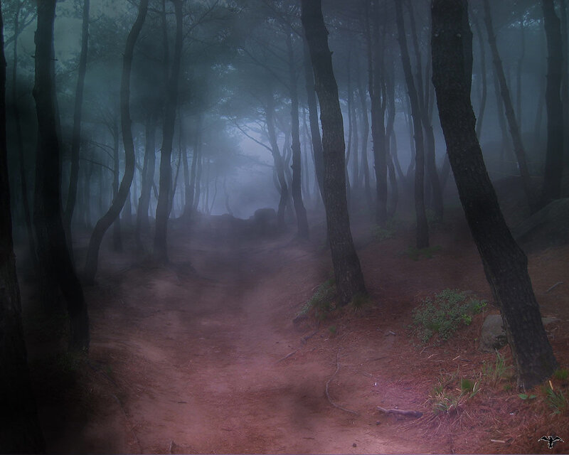 Dirt Path in Foggy Forest — Brown