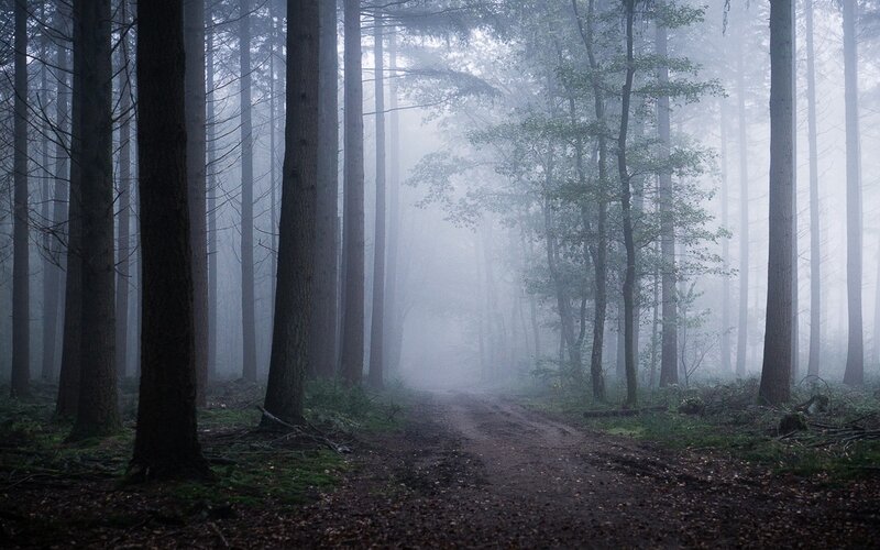 Dirt Path in Foggy Forest — Gray, Misty