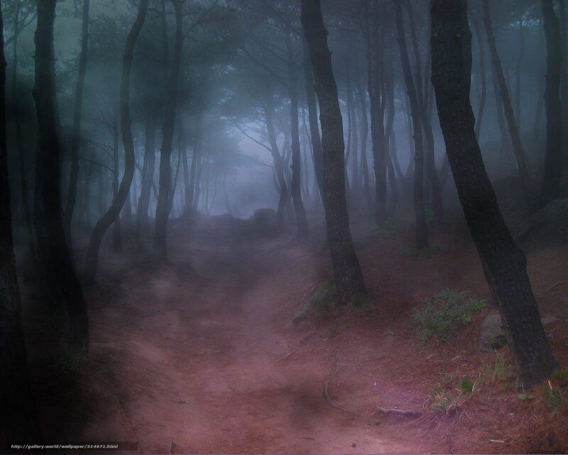 Dirt Path in Foggy Forest — Gray