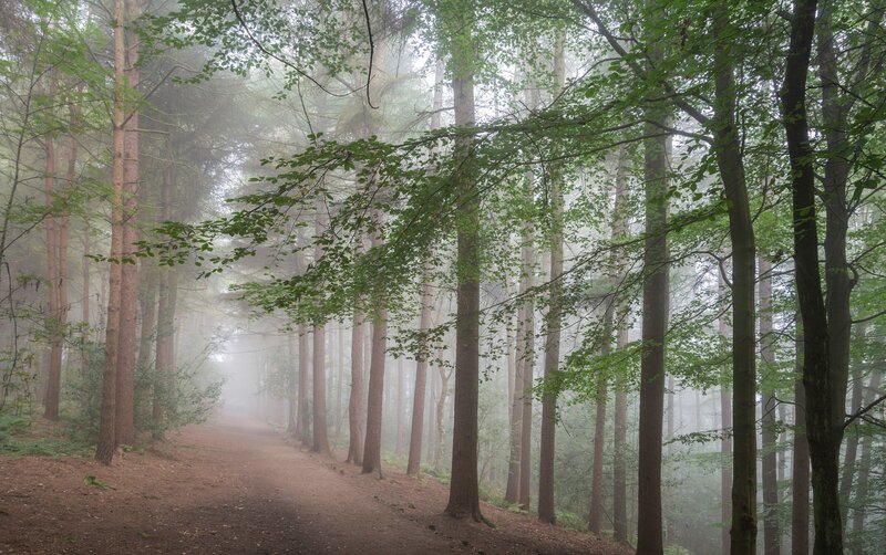 Dirt Path in Foggy Forest — Green, Misty