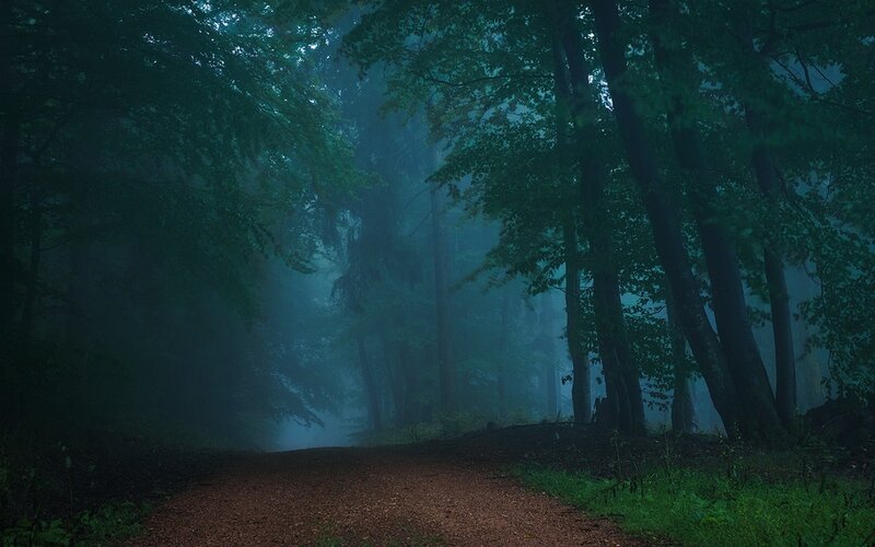 Dirt Path in Foggy Forest — Green