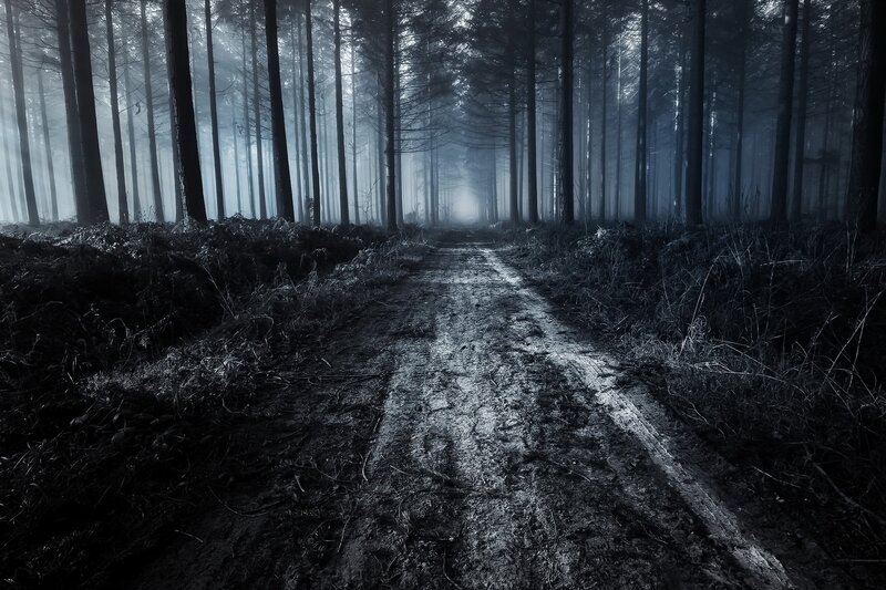 Dirt Path in Forest — Black, Mysterious