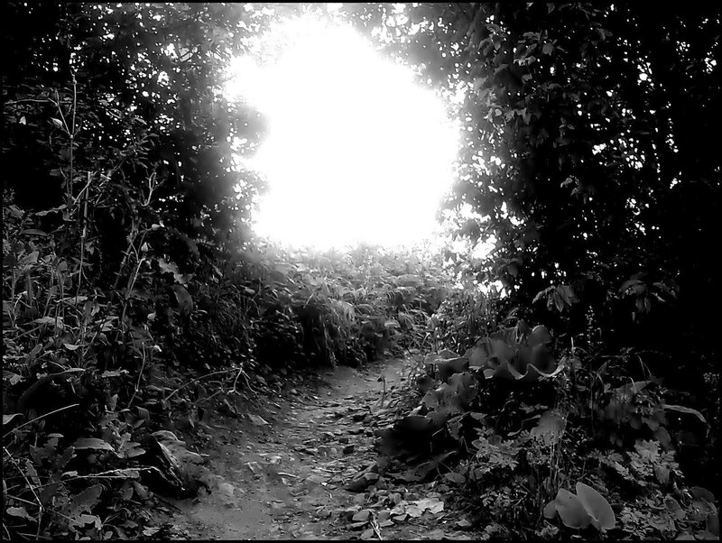 Dirt Path in Forest — Black