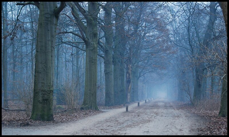 Dirt Path in Forest — Blue, Misty