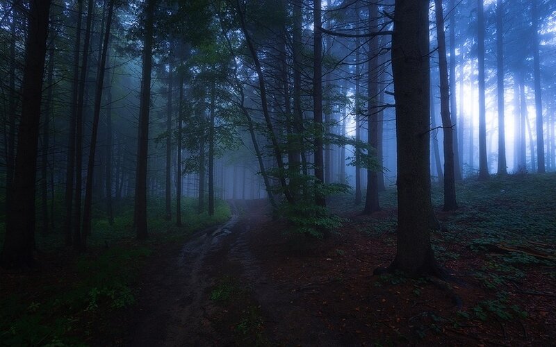 Dirt Path in Forest — Blue, Mysterious