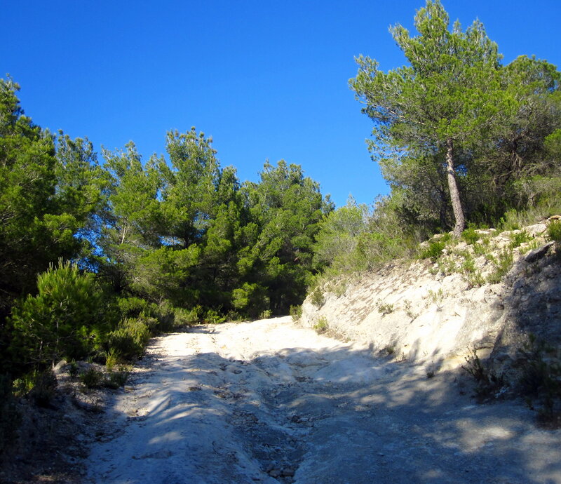 Dirt Path in Forest — Blue, Serene