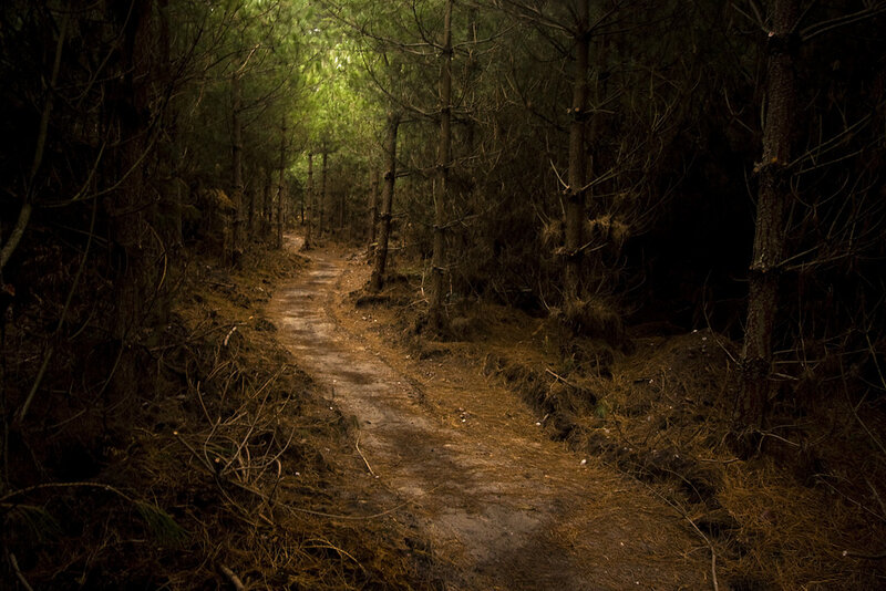 Dirt Path in Forest — Brown, Dark