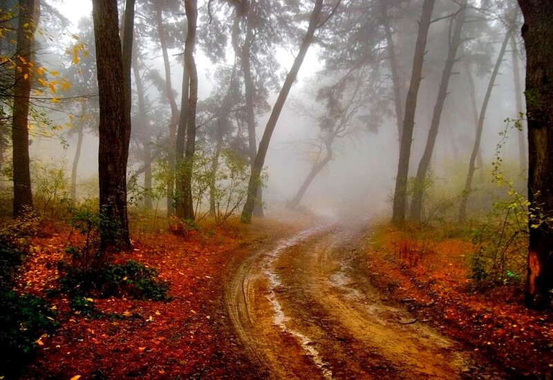 Dirt Path in Forest — Brown, Misty, Autumn