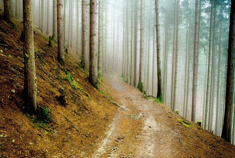 Dirt Path in Forest — Brown, Misty, Morning, Photograph