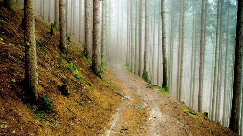 Dirt Path in Forest — Brown, Misty, Morning, Photograph, Trees