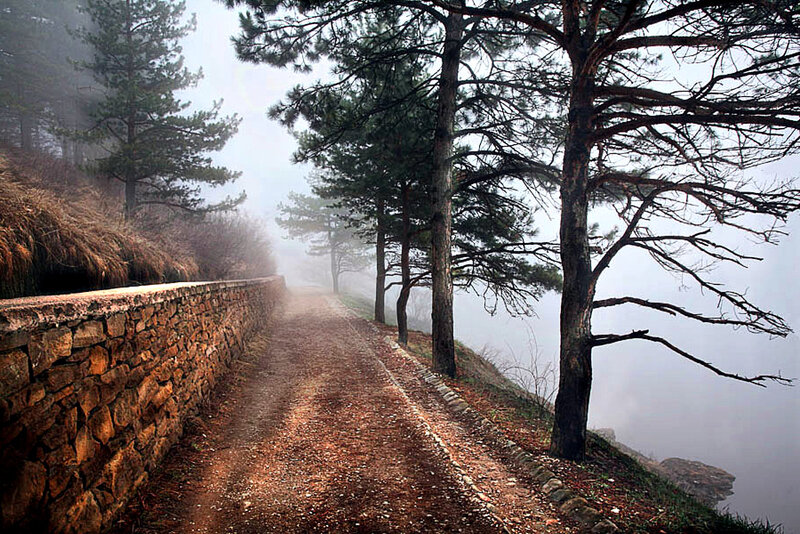 Dirt Path in Forest — Brown, Misty, Morning