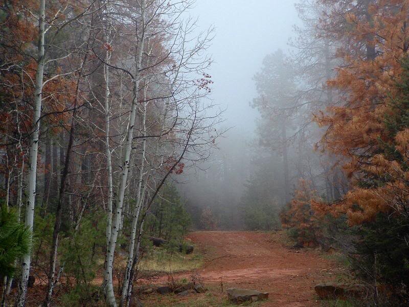 Dirt Path in Forest — Brown, Misty