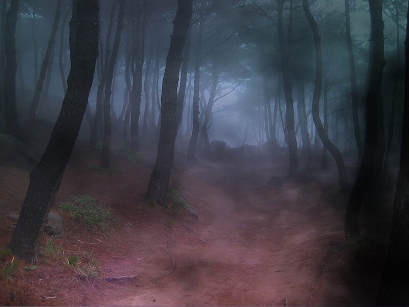 Dirt Path in Forest — Brown, Mysterious