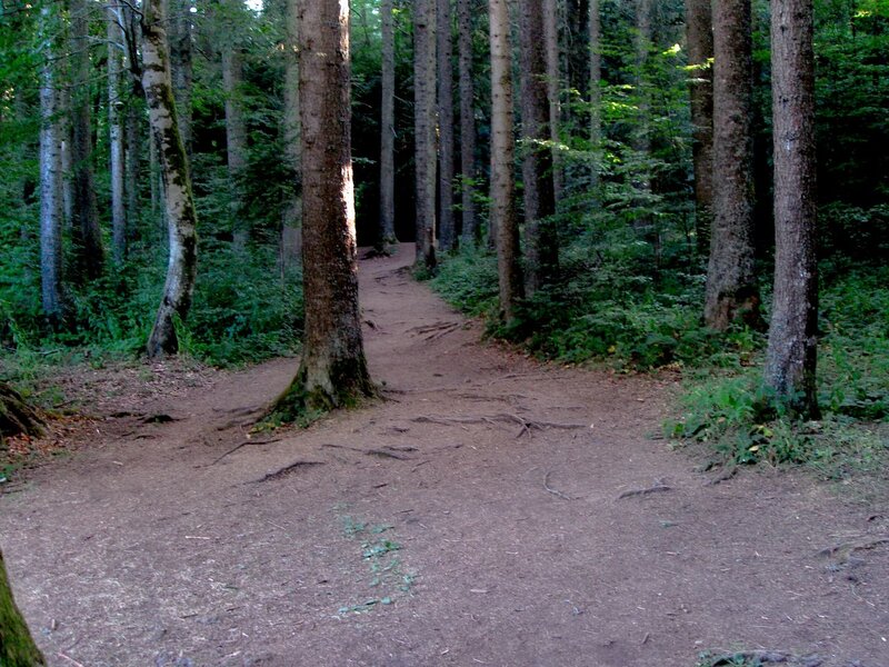 Dirt Path in Forest — Brown, Serene, Afternoon, Photograph