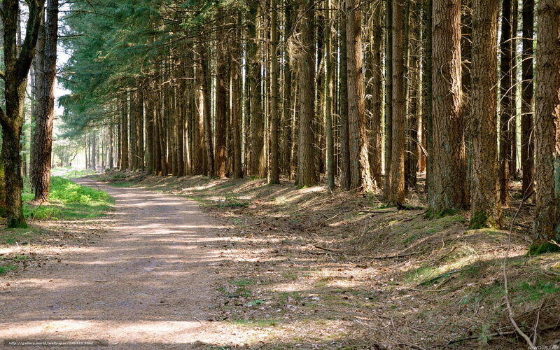 Dirt Path in Forest — Brown, Serene, Afternoon, Photograph, Trees, Sunlight