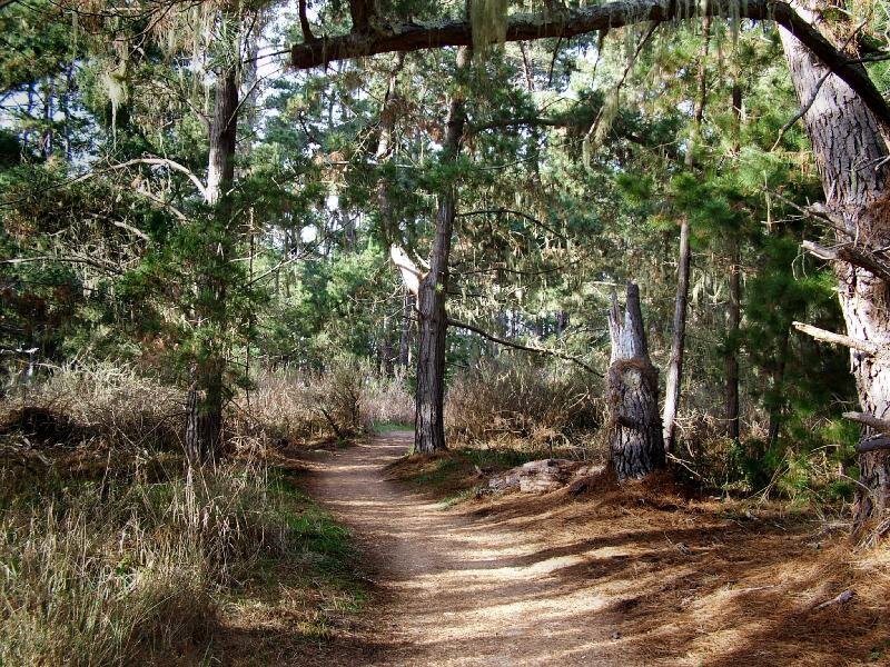 Dirt Path in Forest — Brown, Serene, Afternoon