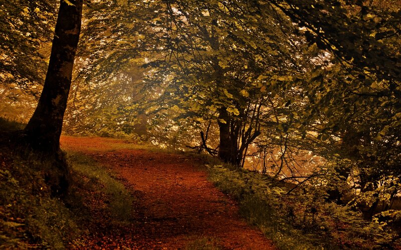 Dirt Path in Forest — Brown, Serene, Autumn, Photograph