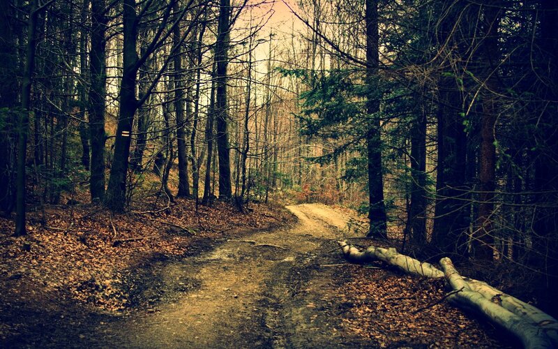 Dirt Path in Forest — Brown, Serene, Autumn, Photograph, Trees, Fallen Leaves, Log
