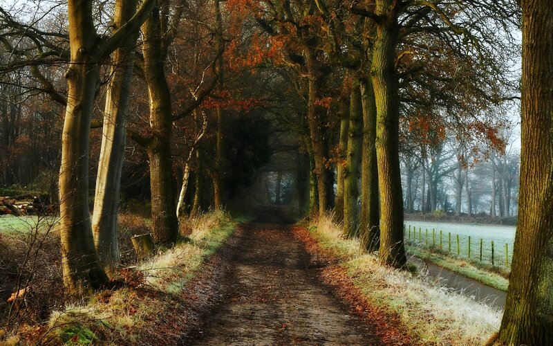 Dirt Path in Forest — Brown, Serene, Autumn, Photograph, Trees, Frost