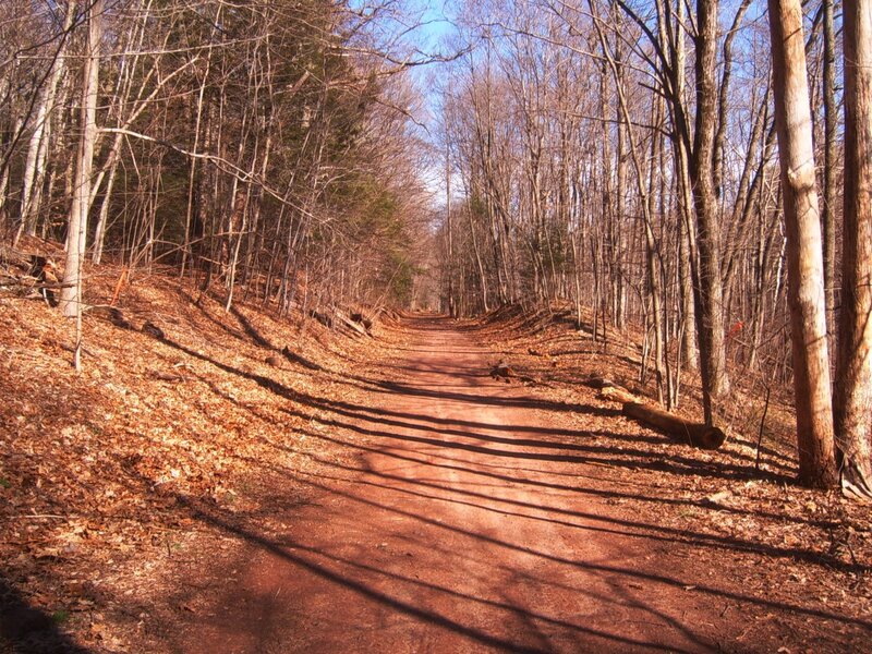 Dirt Path in Forest — Brown, Serene, Autumn, Photograph, Trees, Leaves, Shadows