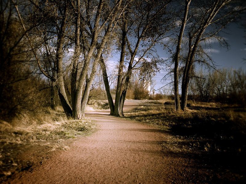 Dirt Path in Forest — Brown, Serene, Autumn, Photograph, Trees, Sky