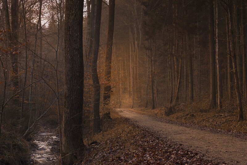 Dirt Path in Forest — Brown, Serene, Autumn, Photograph, Trees, Stream