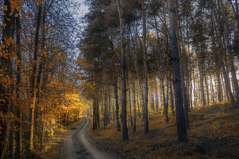 Dirt Path in Forest — Brown, Serene, Autumn, Photograph, Trees, Sunlight, Autumn Leaves