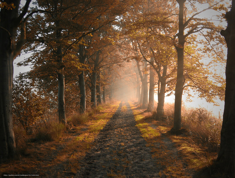 Dirt Path in Forest — Brown, Serene, Autumn, Photograph, Trees, Sunlight