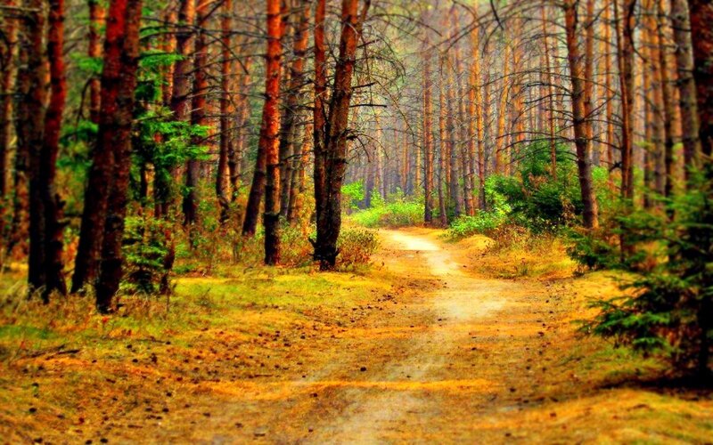 Dirt Path in Forest — Brown, Serene, Autumn, Photograph, Trees