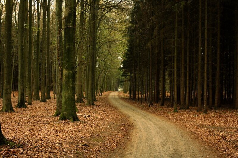 Dirt Path in Forest — Brown, Serene, Autumn