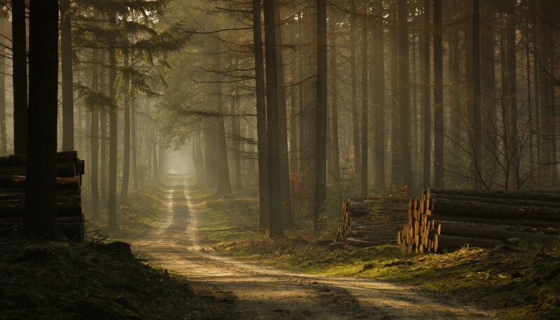 Dirt Path in Forest — Brown, Serene, Morning, Photograph