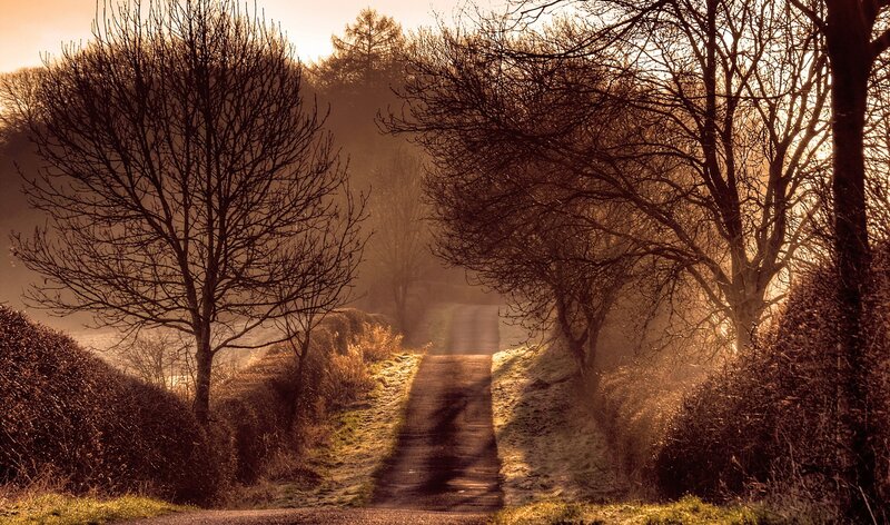 Dirt Path in Forest — Brown, Serene, Morning, Photograph, Trees