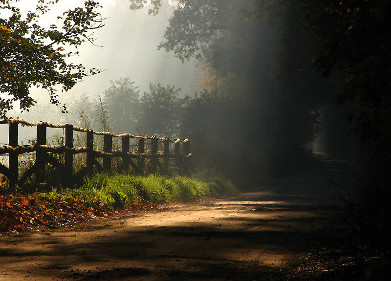 Dirt Path in Forest — Brown, Serene, Morning