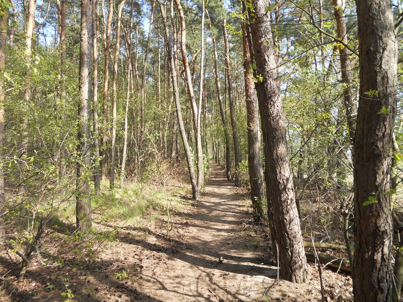 Dirt Path in Forest — Brown, Serene, Spring, Photograph, Trees