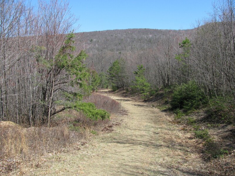 Dirt Path in Forest — Brown, Serene, Spring