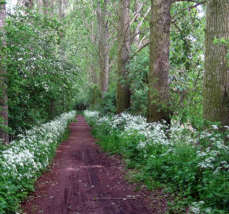 Dirt Path in Forest — Brown, Serene, Summer