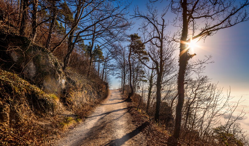 Dirt Path in Forest — Brown, Serene, Sunset