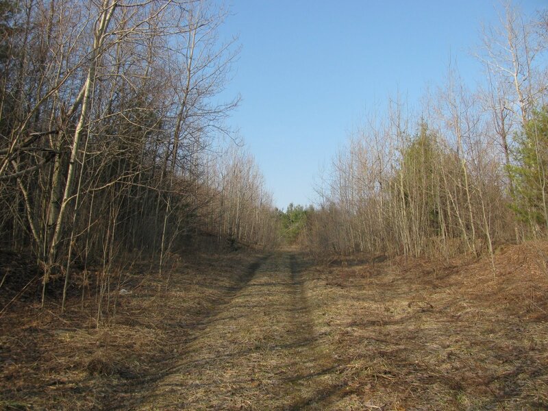 Dirt Path in Forest — Brown, Serene