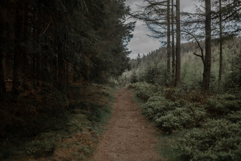 Dirt Path in Forest — Brown, Somber