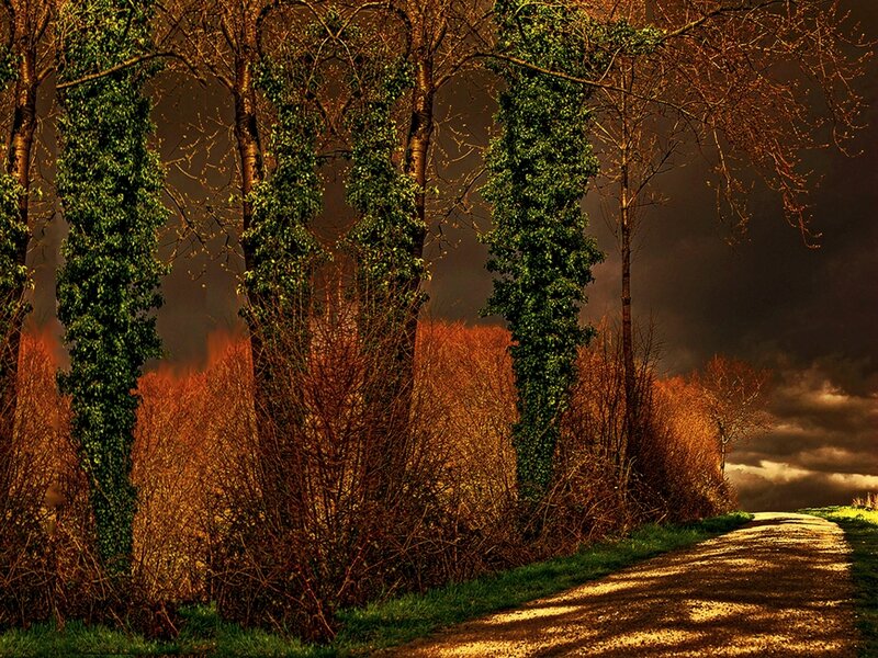 Dirt Path in Forest — Brown