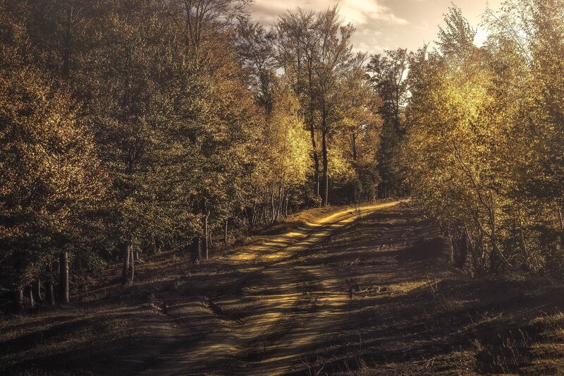 Dirt Path in Forest — Gold, Serene