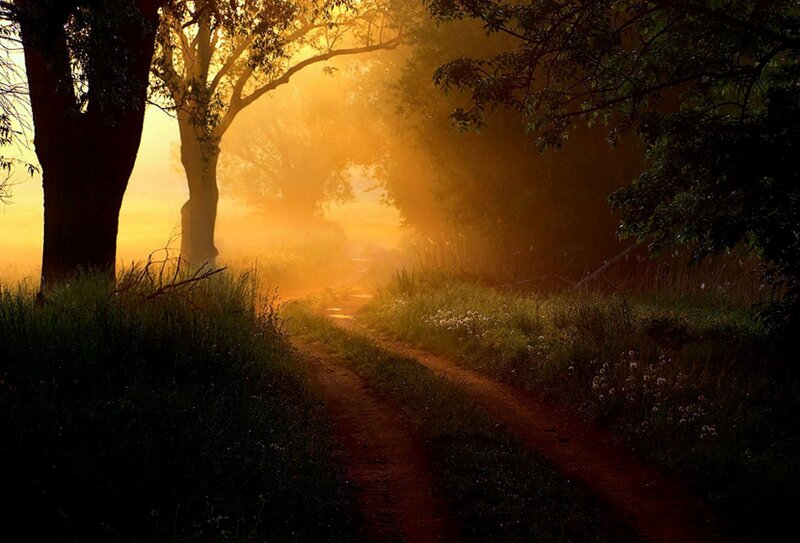 Dirt Path in Forest — Gold
