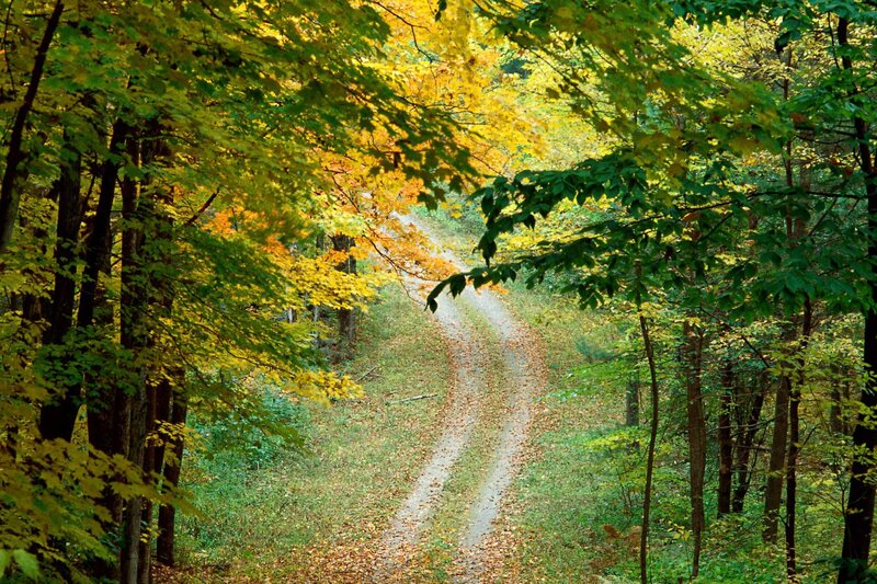 Dirt Path in Forest — Green, Autumn
