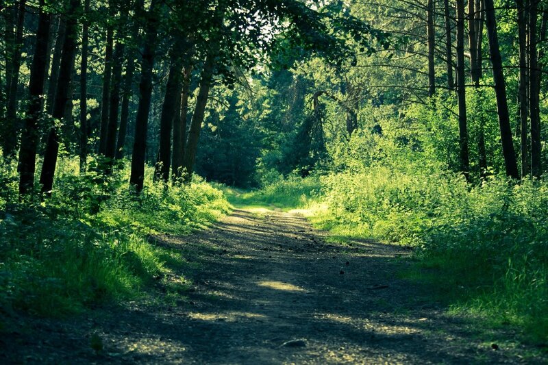 Dirt Path in Forest — Green, Brown