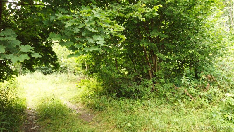 Dirt Path in Forest — Green, Bushes