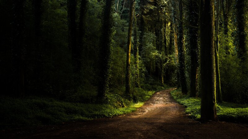 Dirt Path in Forest — Green, Dark, Night, Photograph